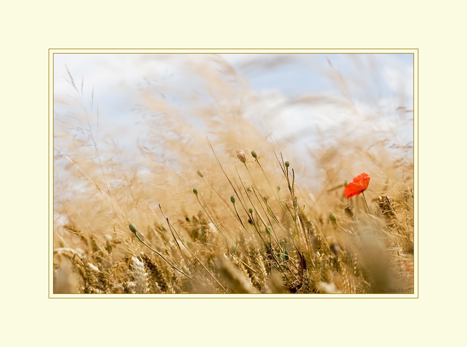 Wind im Kornfeld