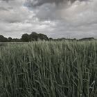 Wind im Kornfeld