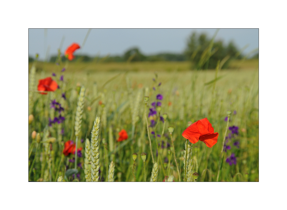 Wind im Kornfeld