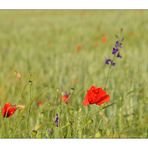 Wind im Kornfeld II