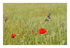 Wind im Kornfeld II