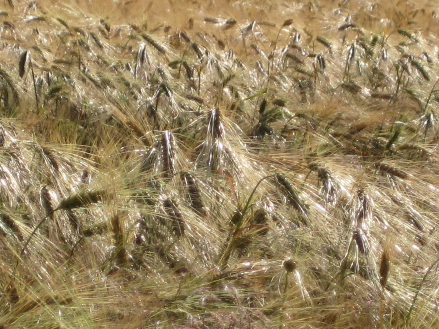 Wind im Kornfeld in Kreuzau