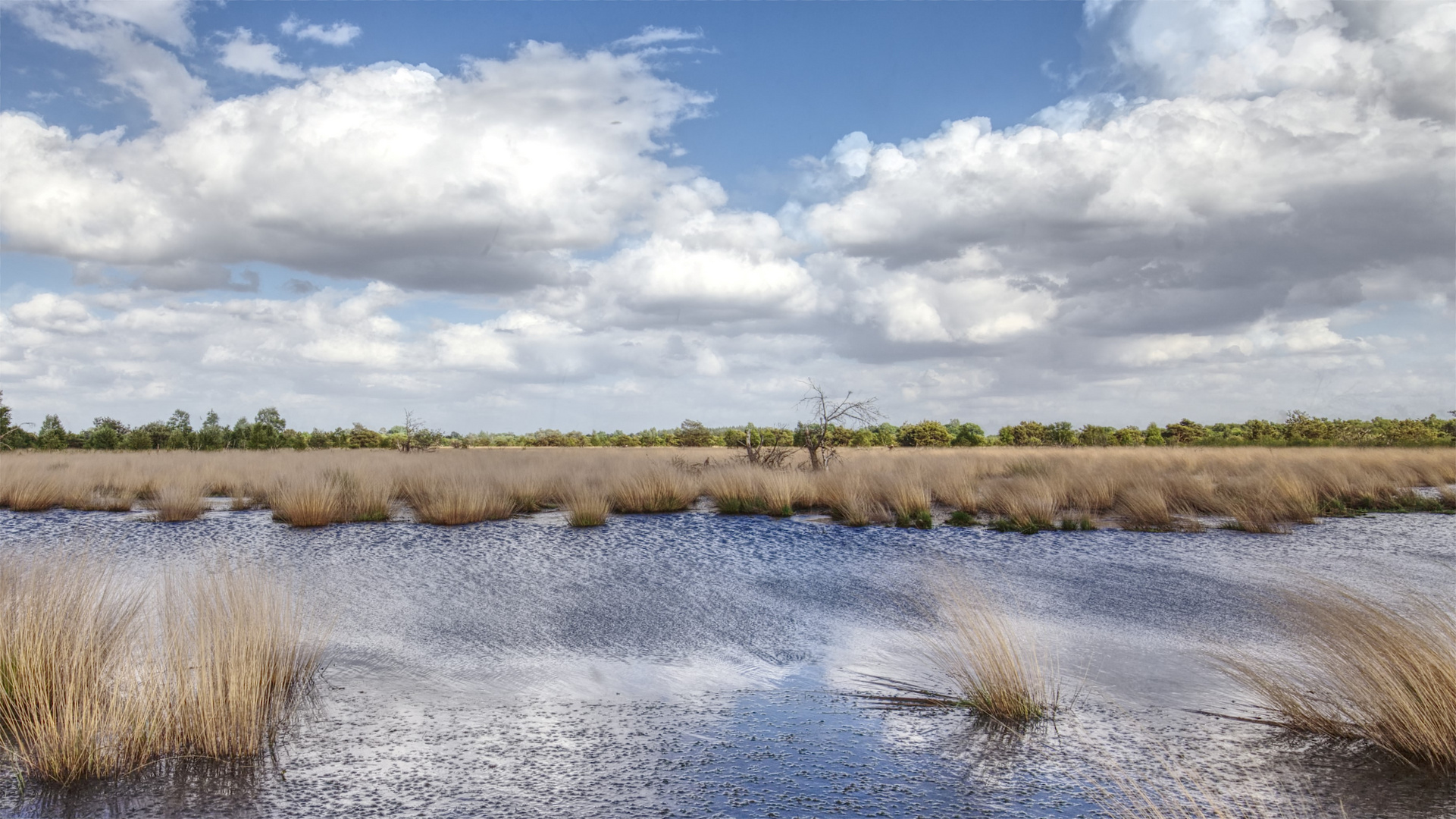 *** Wind im Moor ***