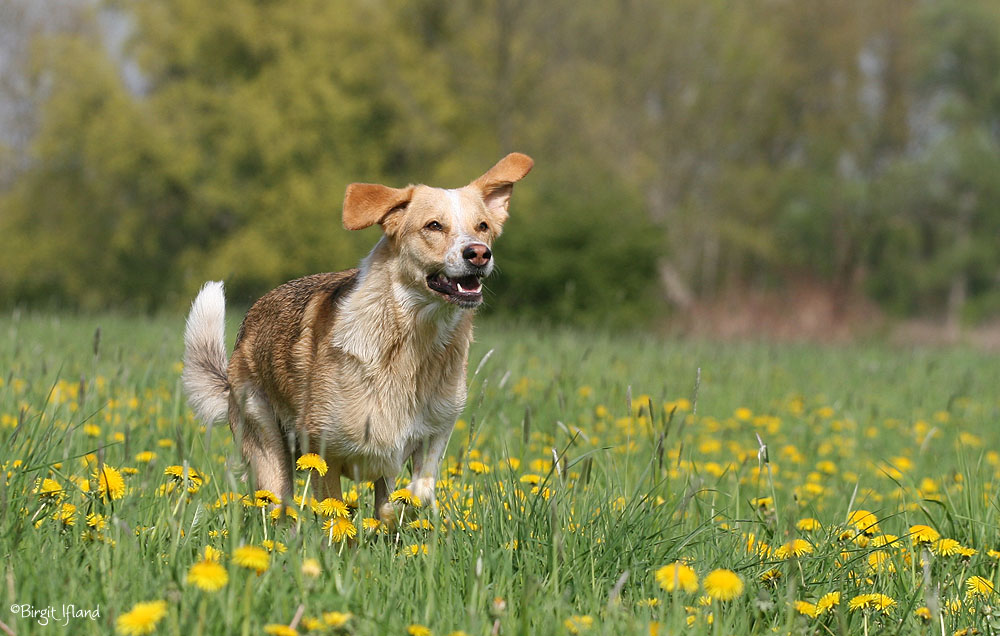 "Wind-im-Ohr"