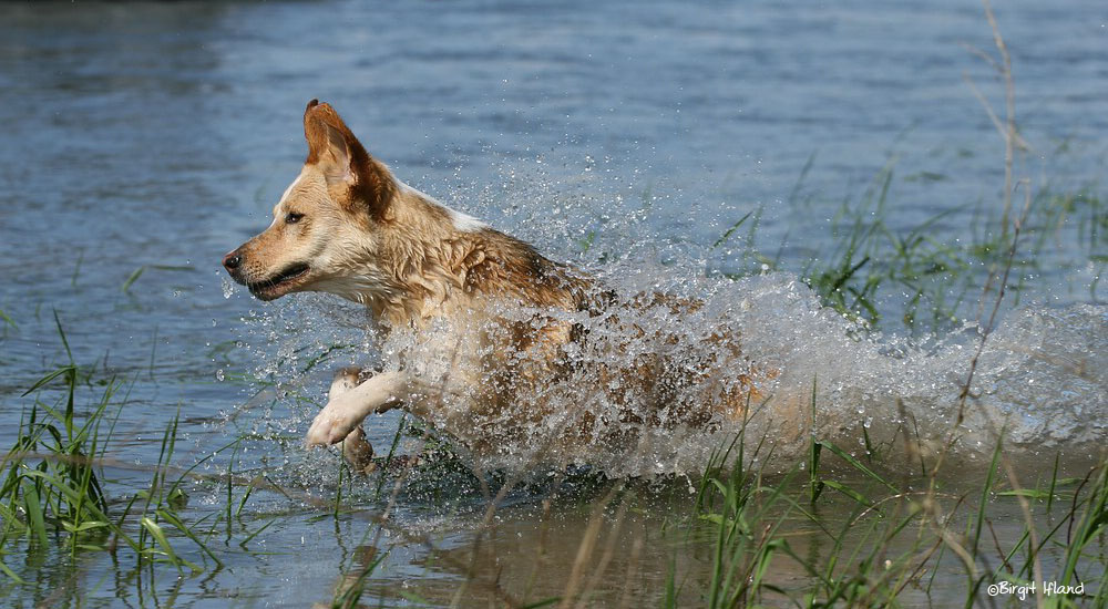 "Wind-im-Ohr"...