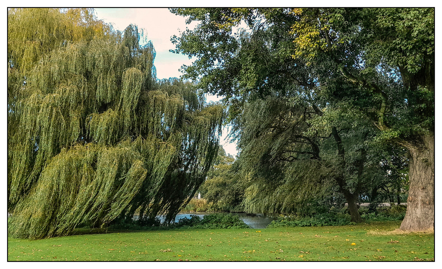 Wind im Park