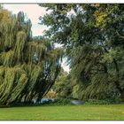 Wind im Park