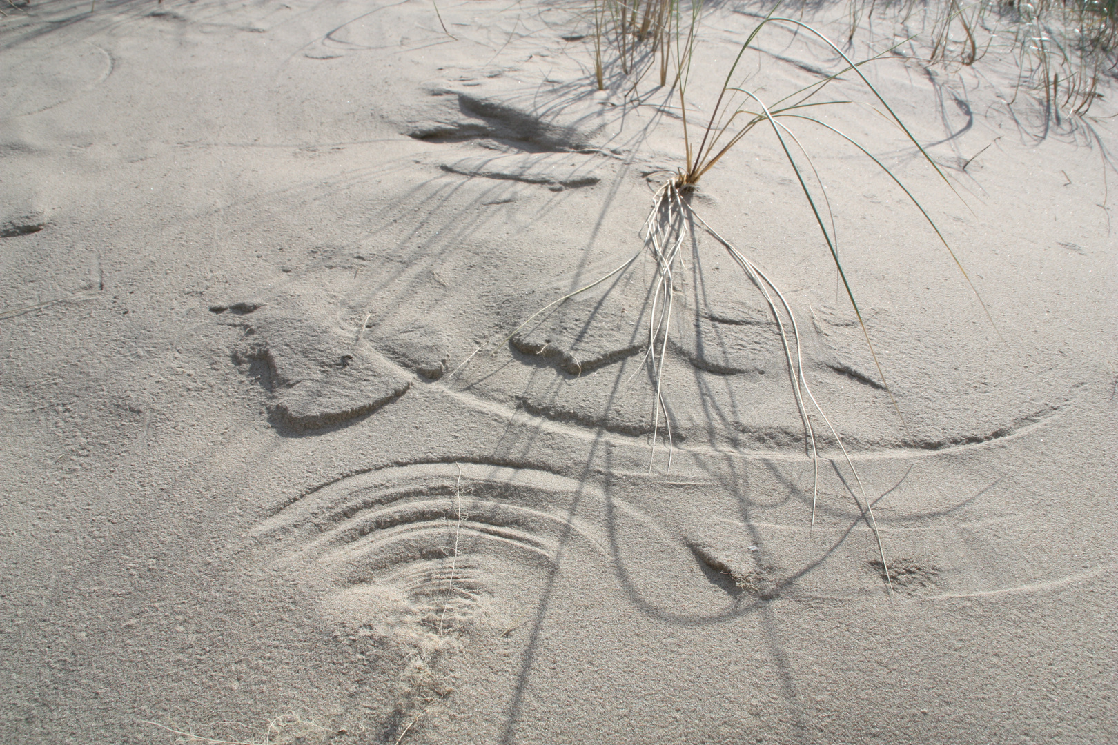 wind im sand