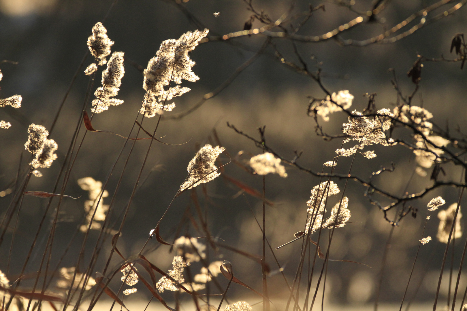 Wind im Schilf