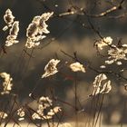 Wind im Schilf