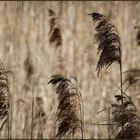 Wind im Schilfgras