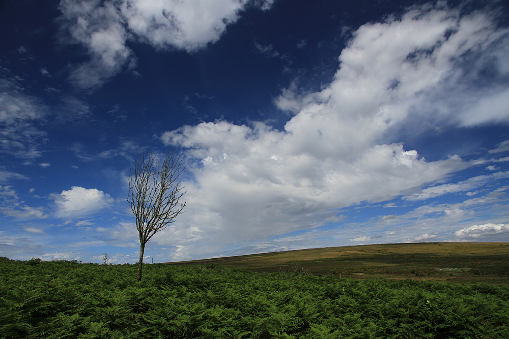 Wind in Dartmoor