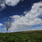 Wind in Dartmoor