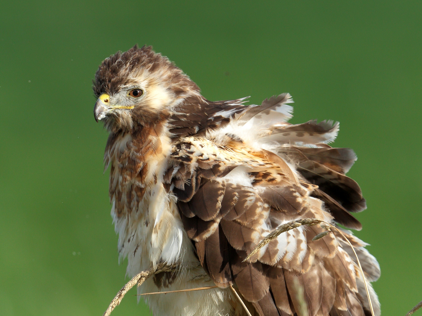 Wind in den Federn