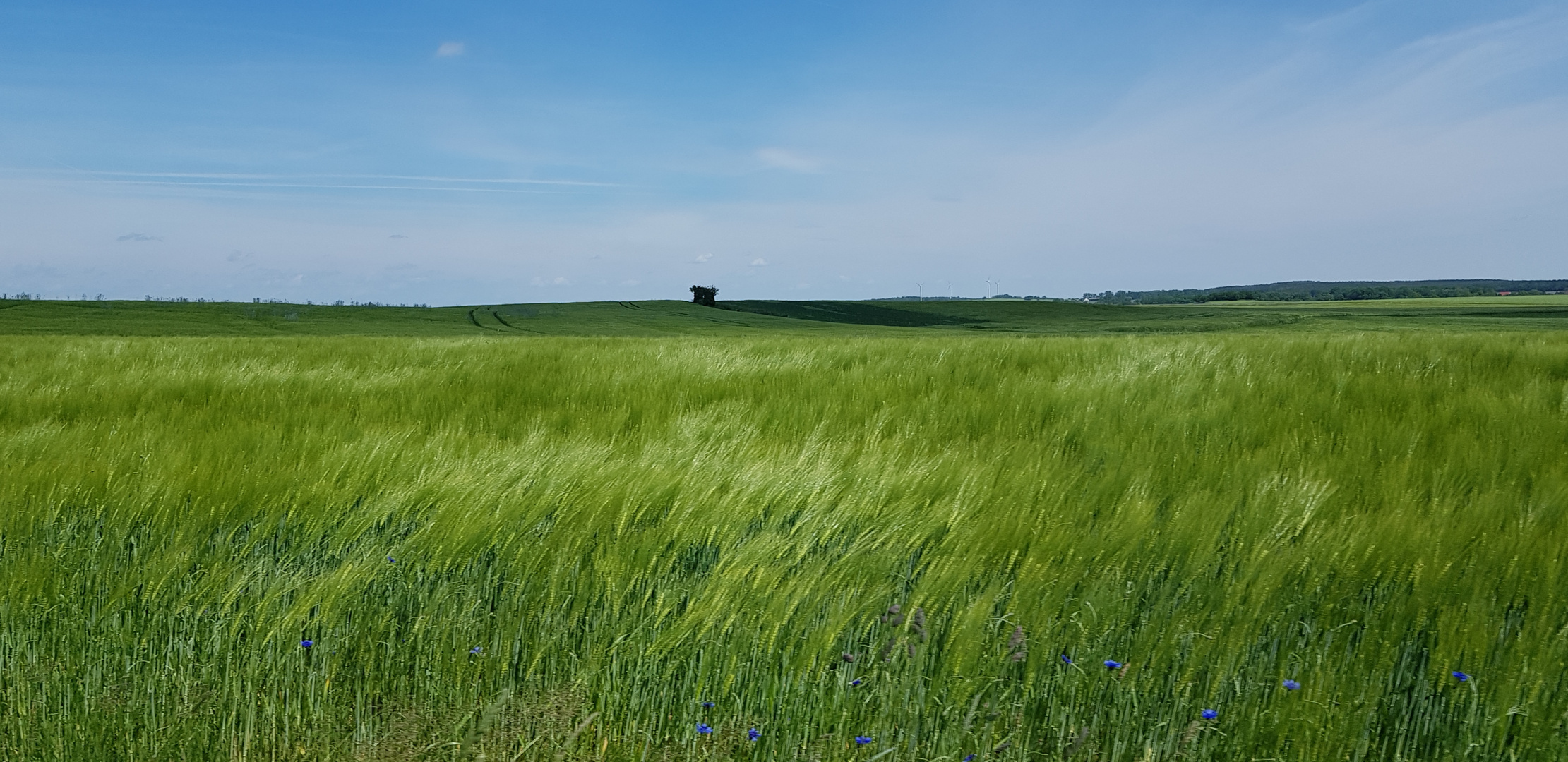 Wind in den Feldern