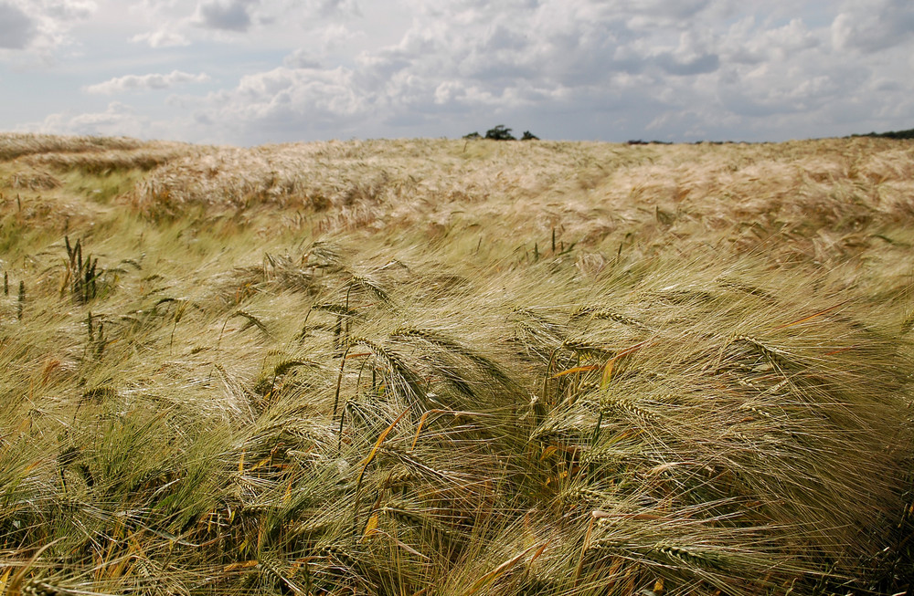 Wind in den Feldern