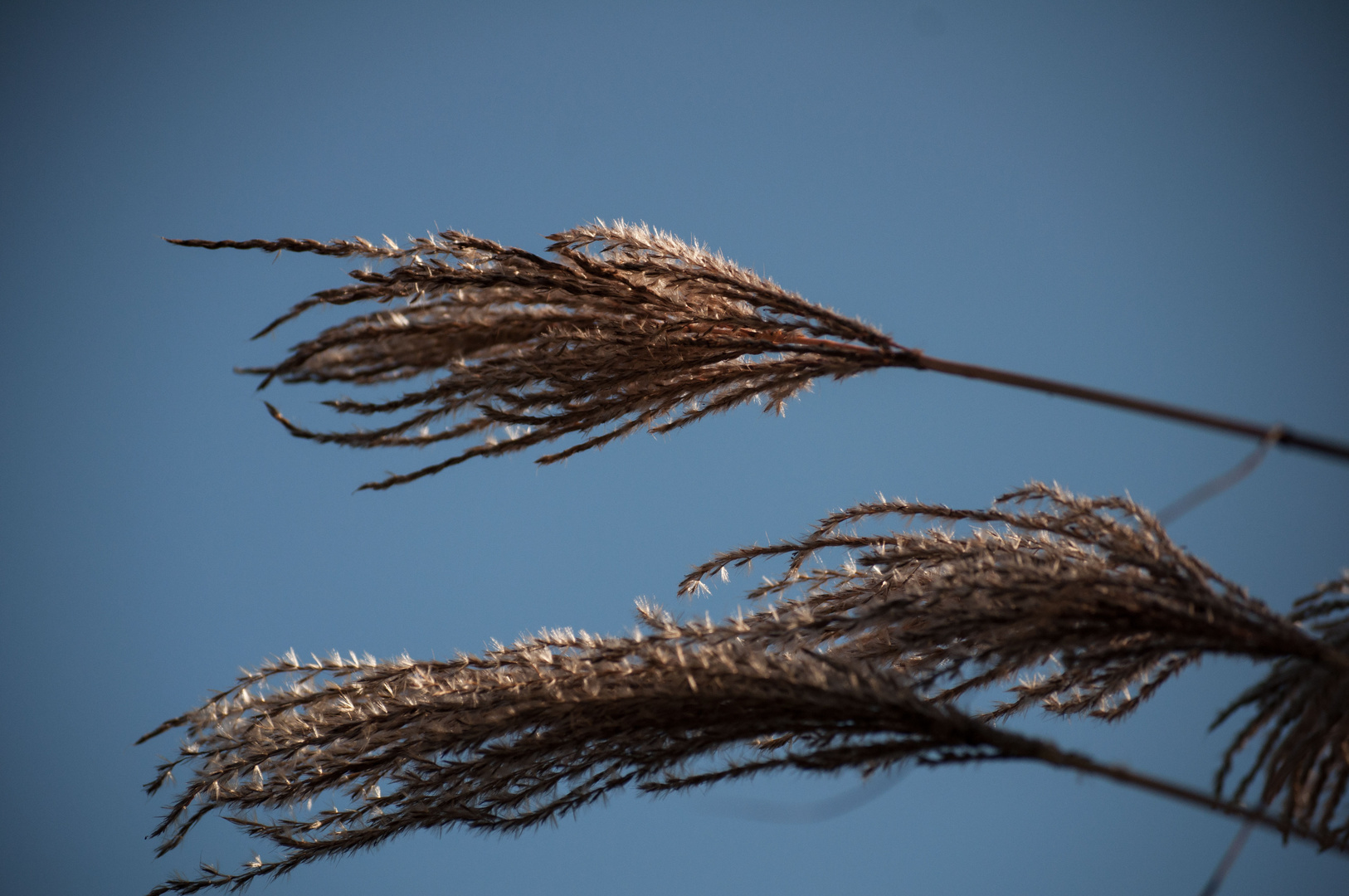 Wind in den Gräsern.