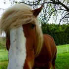 Wind in den Haaren