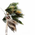 Wind in den Palmen