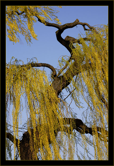 Wind in den Weiden