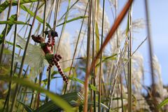 Wind in den Weiden