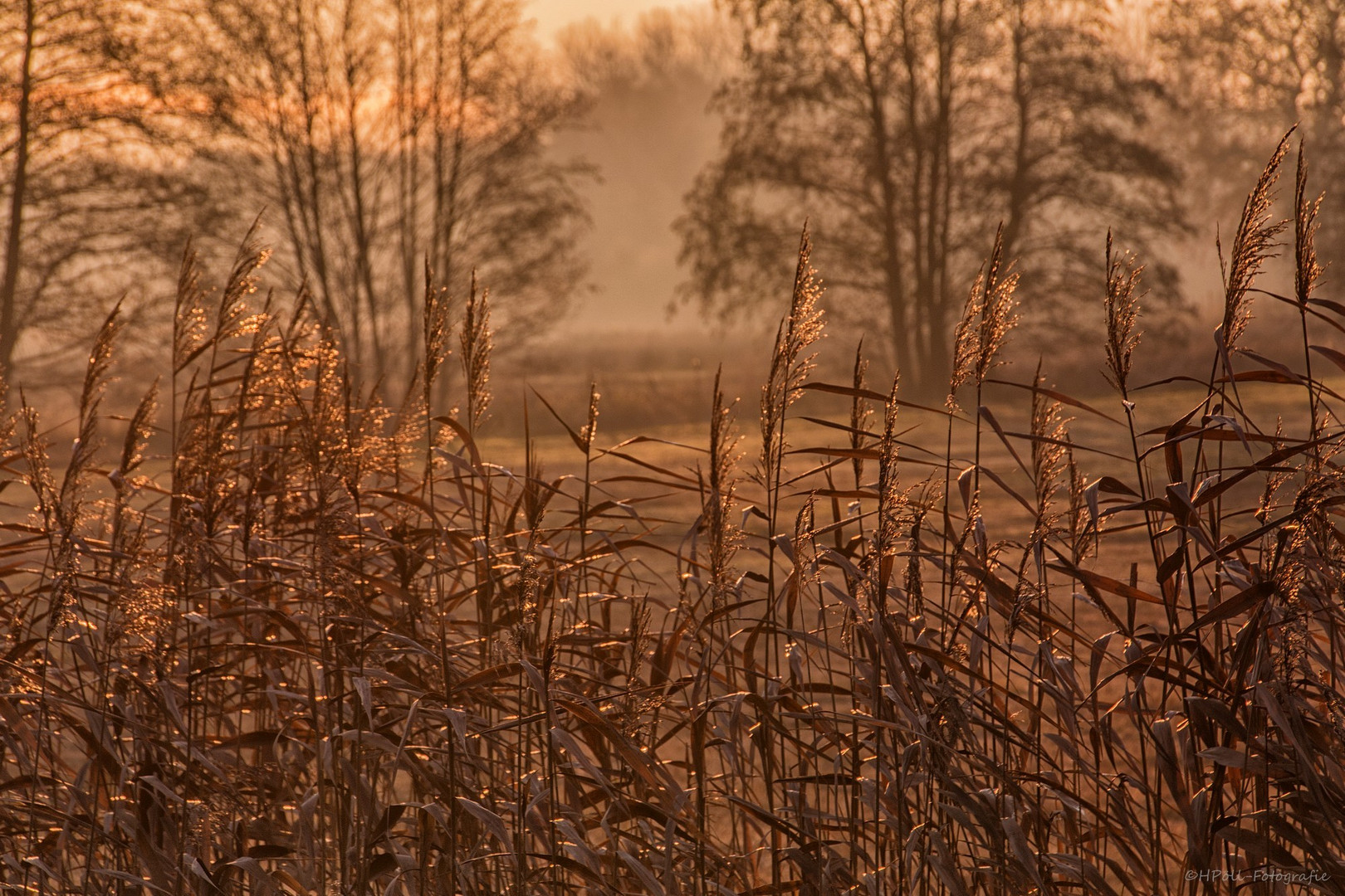 Wind in den Weiden