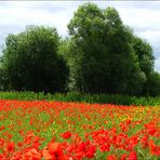 Wind in den Weiden, und Sonne im Mohn