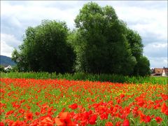 Wind in den Weiden, und Sonne im Mohn