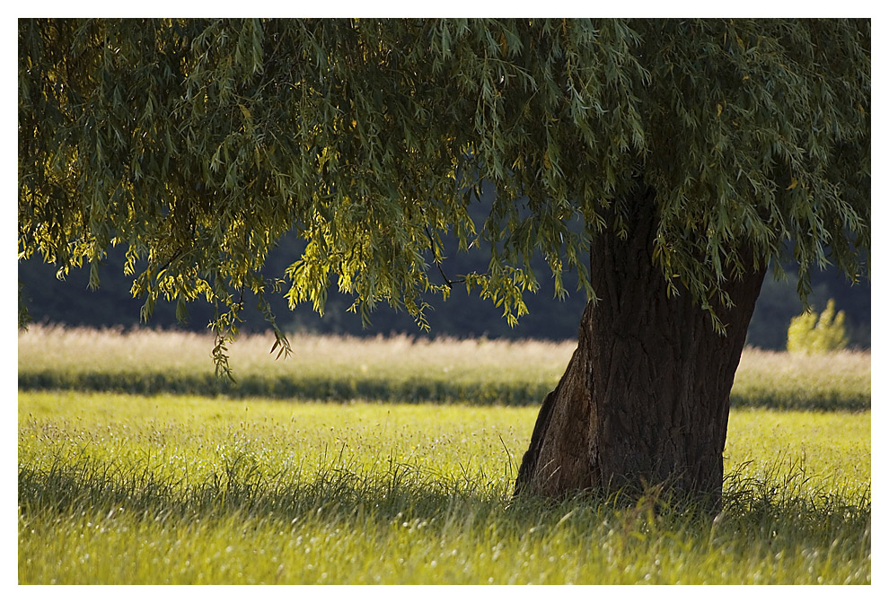 Wind in der Weide...