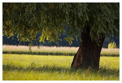 Wind in der Weide...