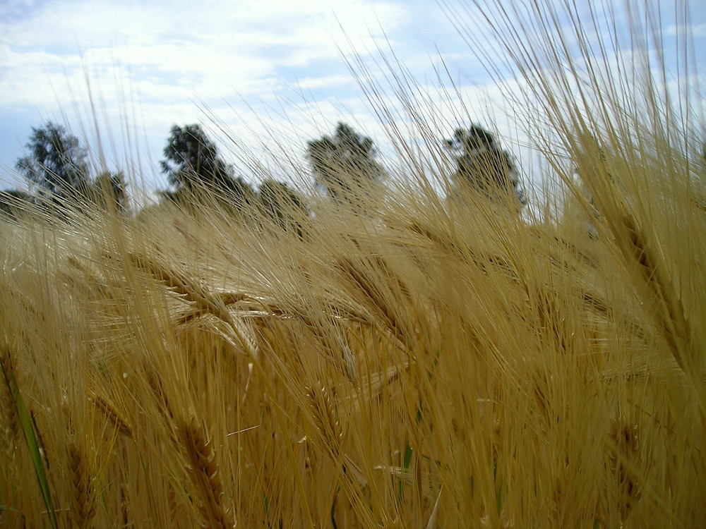 Wind in June