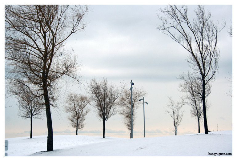 Wind in the trees