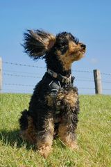 Wind ist, wenn der Pudel keine Locken mehr hat.