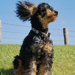 Wind ist, wenn der Pudel keine Locken mehr hat.