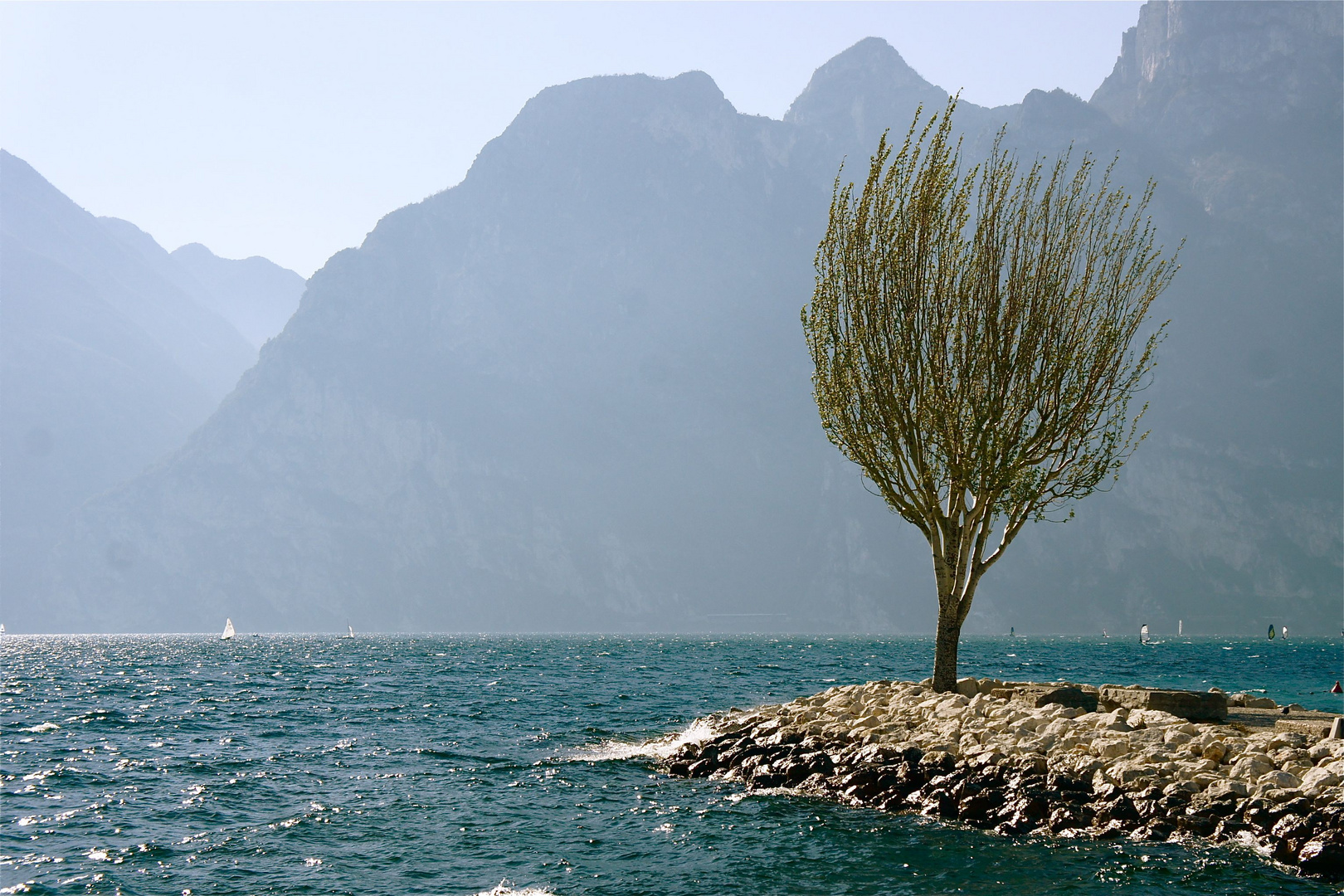 Wind kämmt den Seebaum