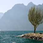 Wind kämmt den Seebaum