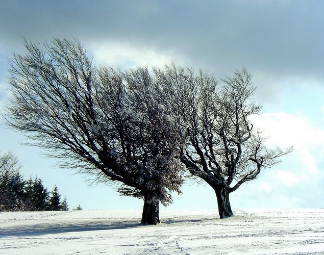 Wind-Kräfte-Formen