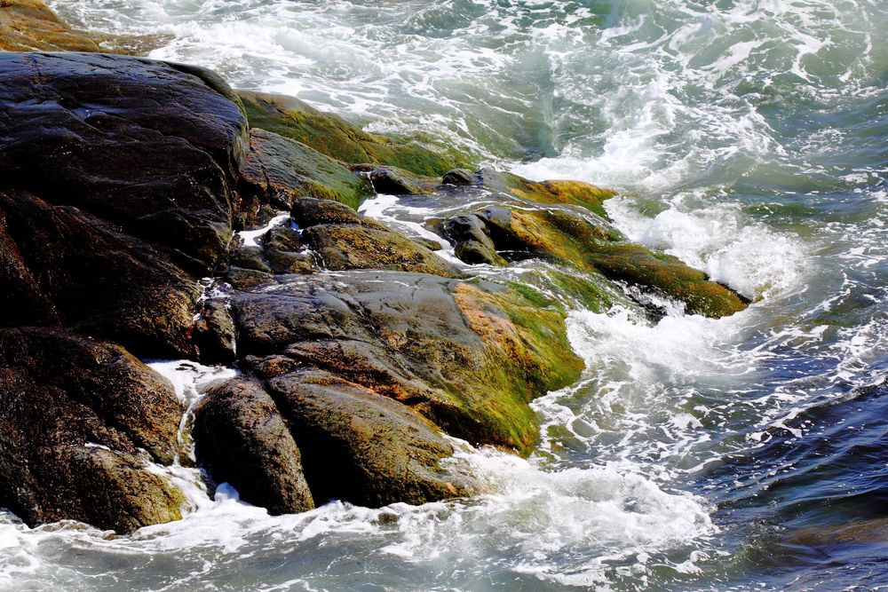 Wind-lashed shoreline