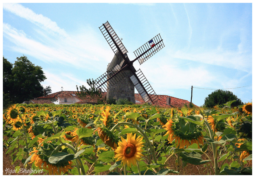 Wind mill is crowded with sunflowers