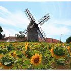 Wind mill is crowded with sunflowers