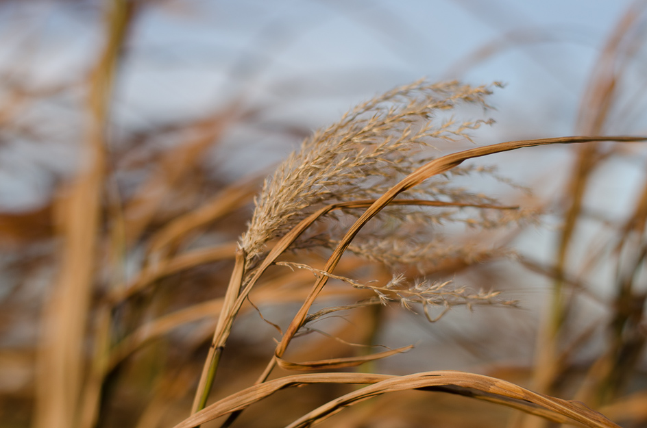 Wind of Change