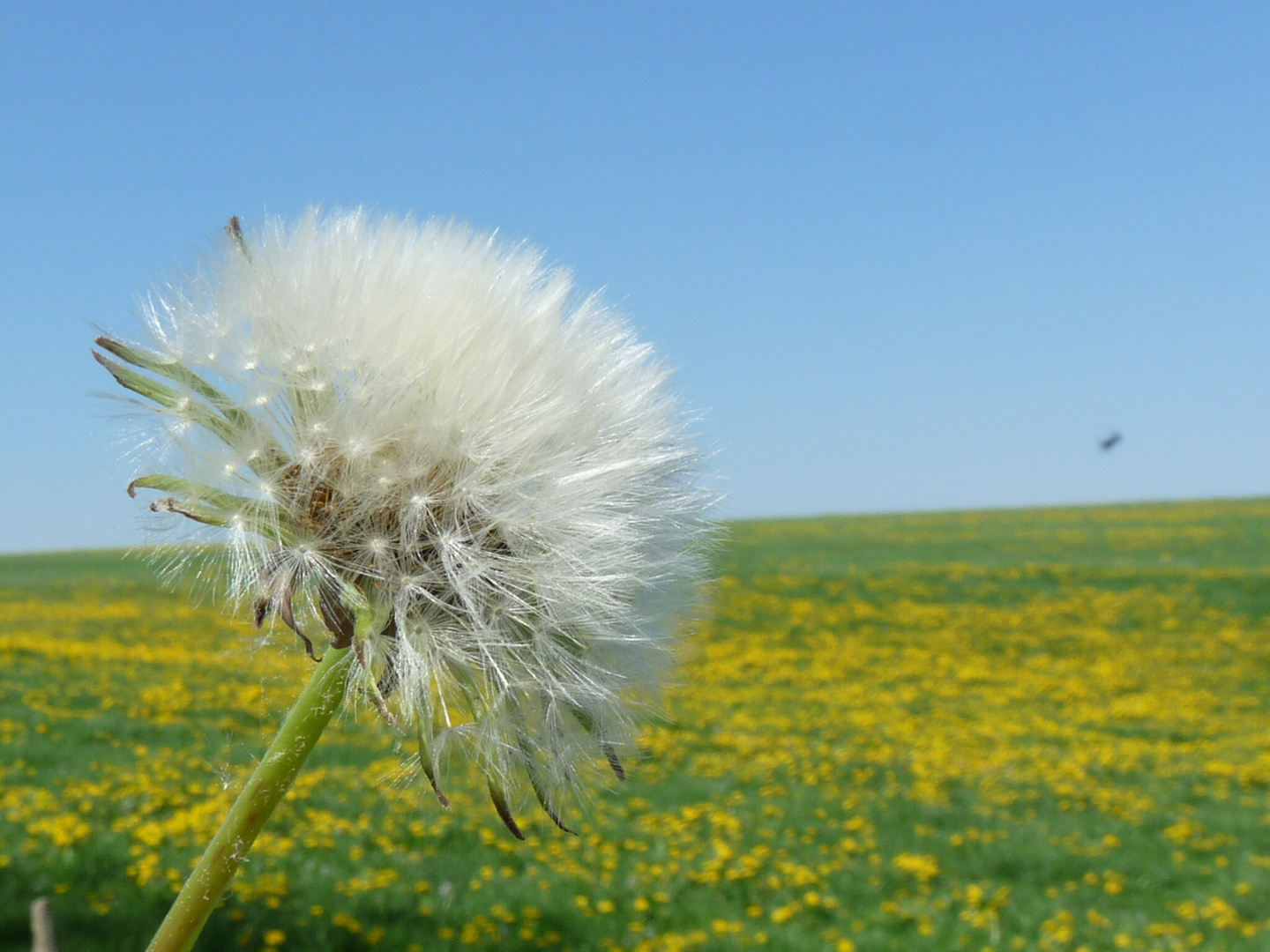 Wind of Change