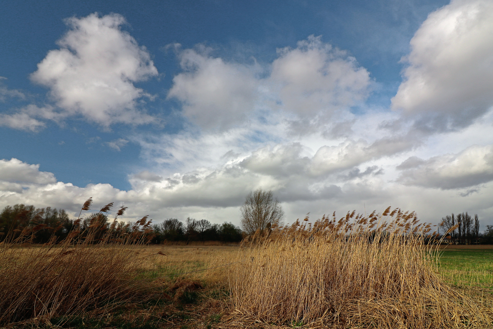 Wind, Schilf und Wolken