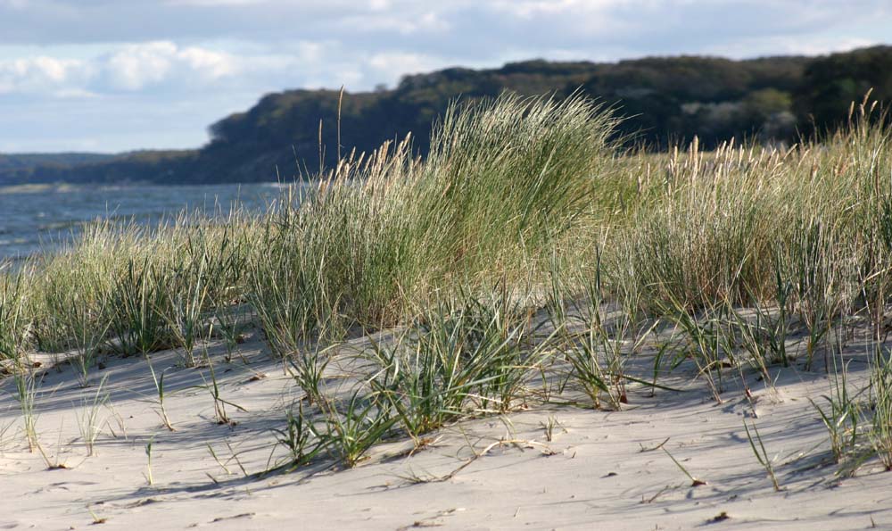 Wind spielt im Gras