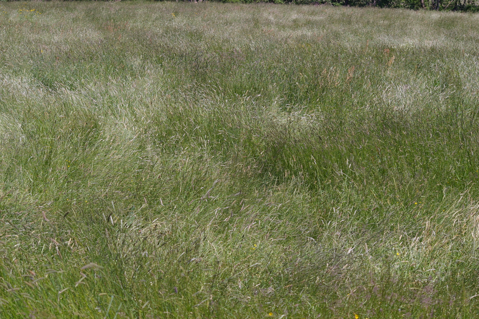 Wind streicht durchs Gras