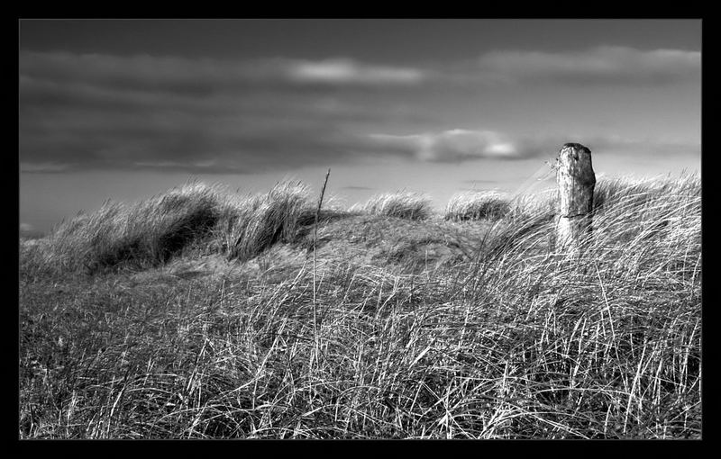 Wind swept beach