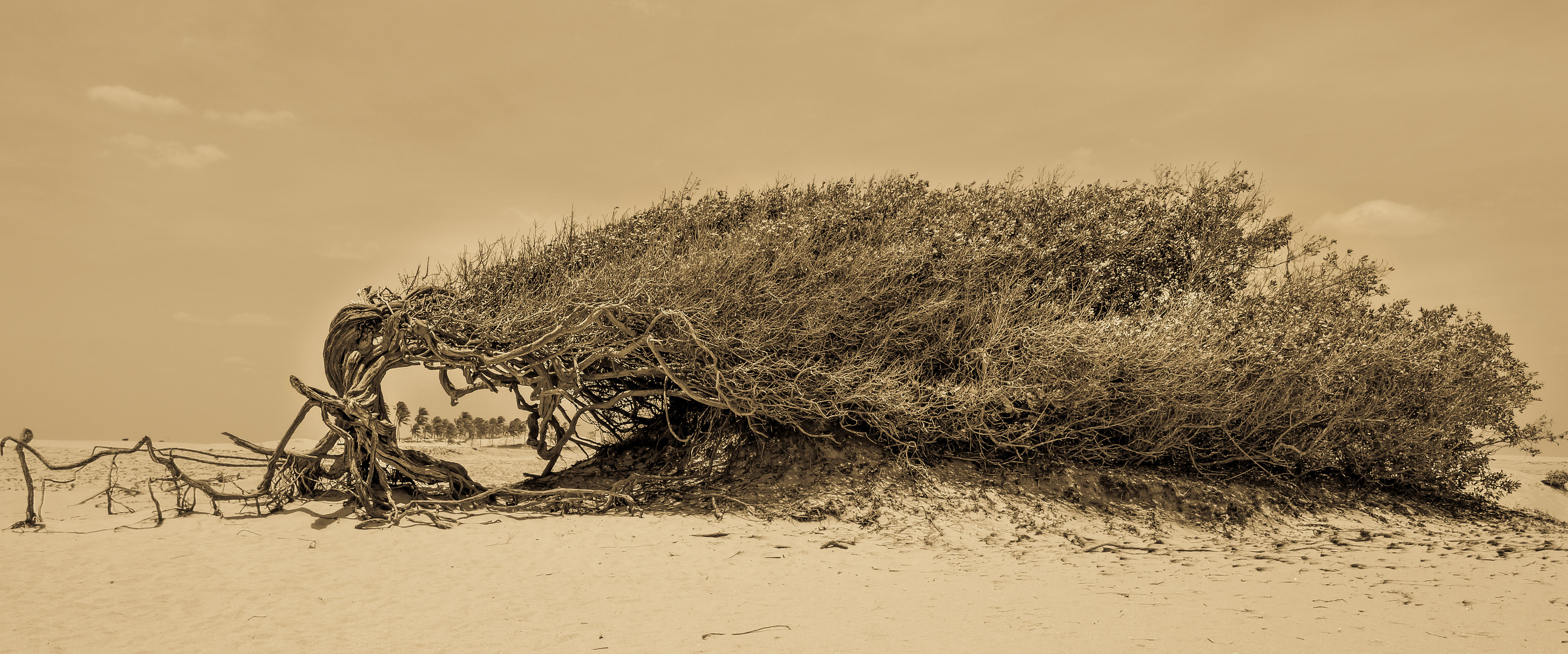 Wind-Tree/ Wind-Baum