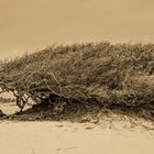 Wind-Tree/ Wind-Baum