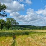  Wind über dem Kornfeld