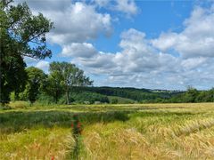  Wind über dem Kornfeld